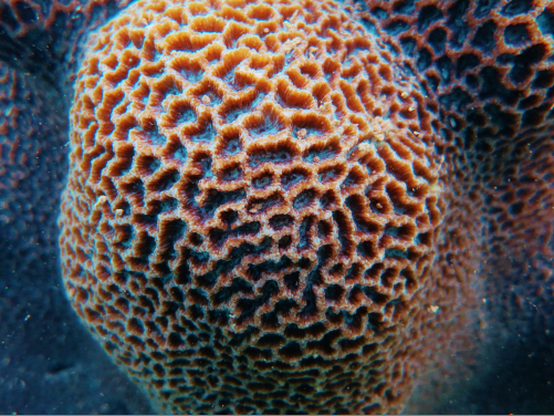相片來源: Philip D. Thompson博士
說明: 扁腦珊瑚蟲近觀